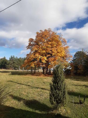 a tree in the middle of a field with at Kod Gruja in Ribnica