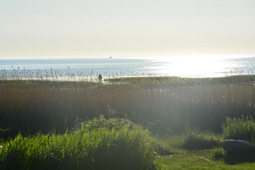 a beach with grass and the ocean in the background at Pérka kodumajutus in Häädemeeste
