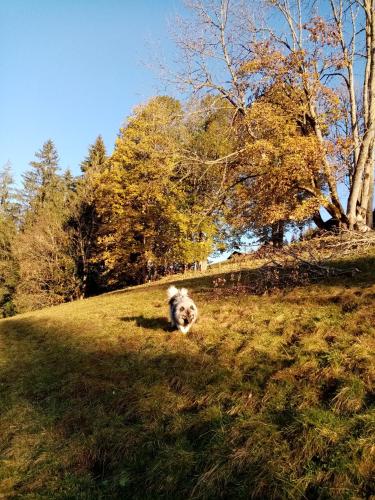 a dog laying in the grass on a hill at Apartment Lehengut in Eben im Pongau