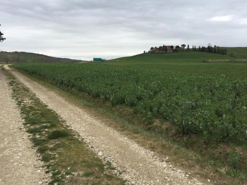 a dirt road through a field of crops at Casavacanze Da Cri in Ponte dʼArbia