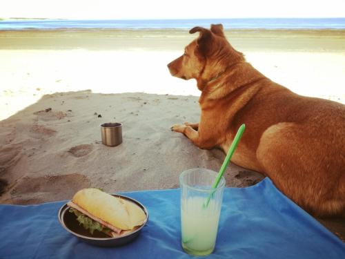 a dog sitting on the beach with a sandwich and a drink at El Canto de la Ballena Bungalow 2 niveles in Puerto Pirámides