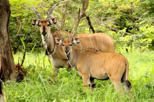 three animals standing in a field of tall grass at Fathala Wildlife Reserve in Toubakouta