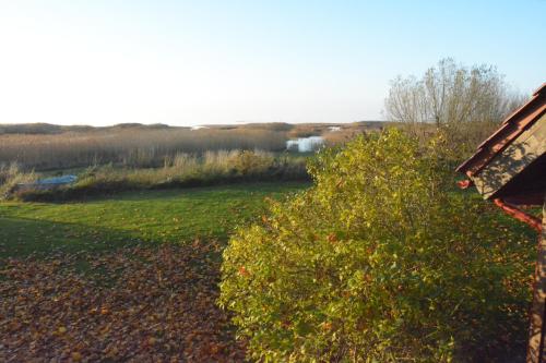 a view of a field with a bush at Pérka kodumajutus in Häädemeeste