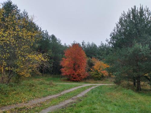 Agroturystyka Leśna Babka