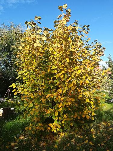 a large tree with yellow leaves in a yard at Vár-Liget Vendégház in Kisnána