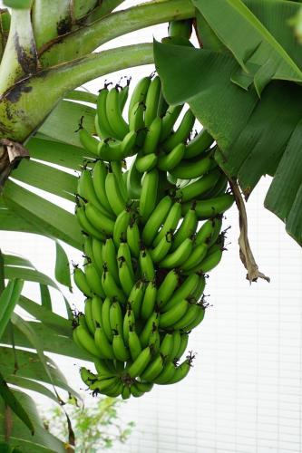 a bunch of bananas hanging from a banana tree at Dafu Qiandai Manor in Zhuangwei