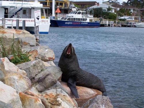 a black animal sitting on some rocks next to the water at Dolphin Shores in Vincentia