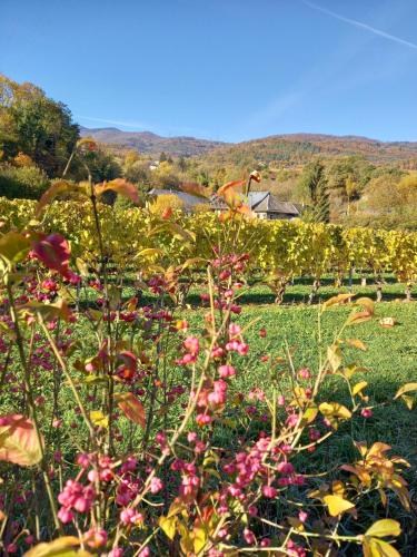 un jardín con flores rosas y amarillas en un campo en Le Saint Vincent, en Apremont