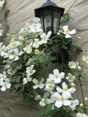 a lamp with white flowers attached to a wall at The Canyons B&B in Queenstown