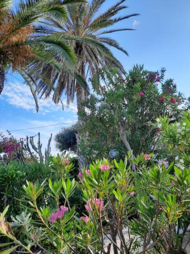 a palm tree and flowers in a garden at La Perla di Sicilia in Marina di Modica