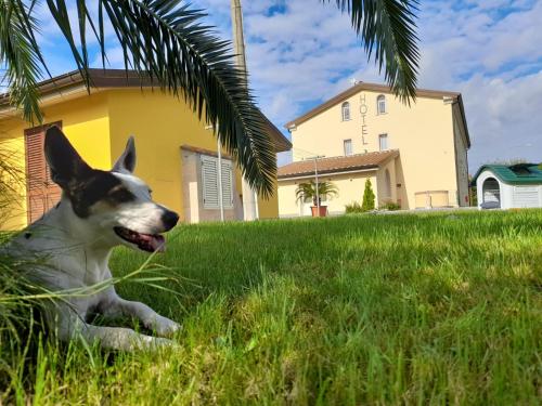 a dog laying in the grass near a house at Hotel Residence Vallecorsa in Rosignano Marittimo