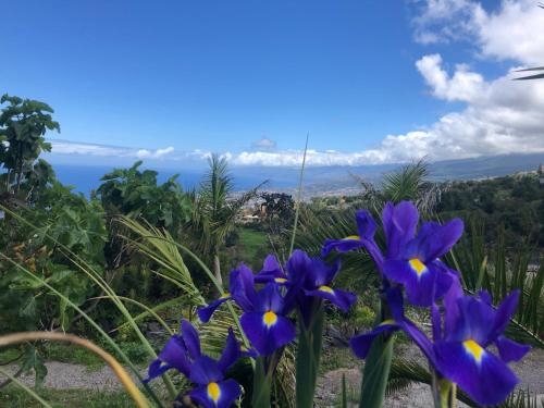 a group of purple flowers with the ocean in the background at Casa in Genovés