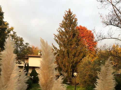 a tree in front of a house with autumn leaves at Il Bosco Guest House Subiaco in Subiaco