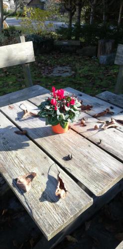 a picnic table with a pot of flowers on it at Lichtenhainer Hof in Lichtenhain
