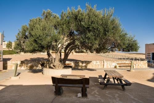 two benches and a tree in front of a tree at SPNI Har Hanegev Field School in Mitzpe Ramon