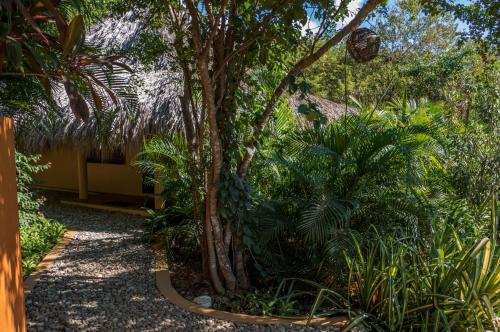 a garden with a palm tree and some plants at Cabañas Amaia in Mazunte
