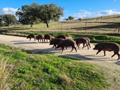 Animales en el aparthotel o alrededores