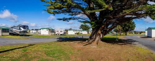 a tree in the middle of a grassy area at Discovery Parks - Devonport in Devonport