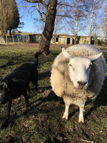 a black dog standing next to a sheep in a field at Marshlands Lakeside Nature Retreat in Barton-upon-Humber