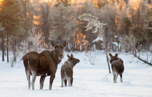 a group of animals standing in the snow at Villa Björklund - Lakeview Apartment in Arjeplog
