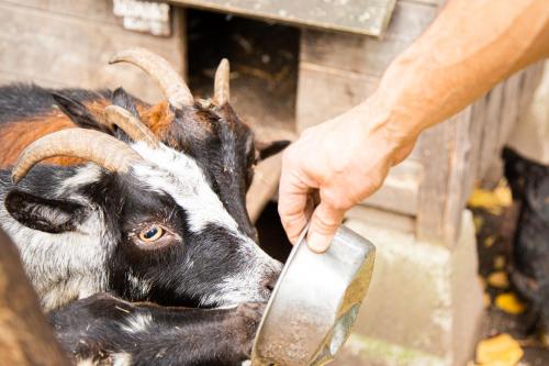 a person feeding a goat with a knife at Herberg de Appelgaard in Barneveld