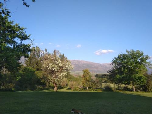 a dog laying in a field with mountains in the background at Klipfontein Rustic Farm & Camping in Tulbagh