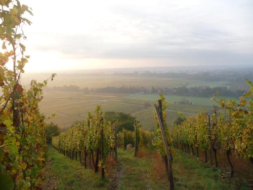 a vineyard in the middle of a field of grapes at Vignobles Frey-Sohler in Scherwiller