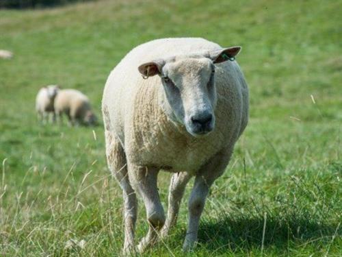 Animals at the farm stay or nearby 