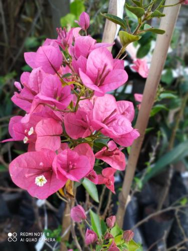 a bunch of pink flowers on a plant at Pousada São Matheus- Lauro Müller-SC in Louro Müller