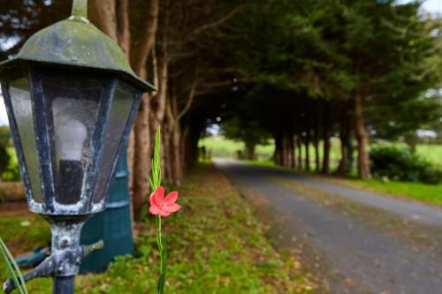 a red flower on a lamp post next to a road at Mount Brandon Cottages Graiguenamanagh in Graiguenamanagh