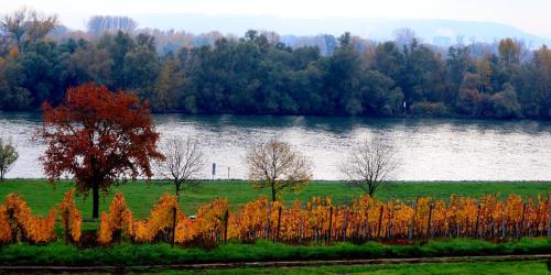 a field with a lake and trees in the background at Rheinblick Hattenheim Boutique Art Gästehaus in Hattenheim