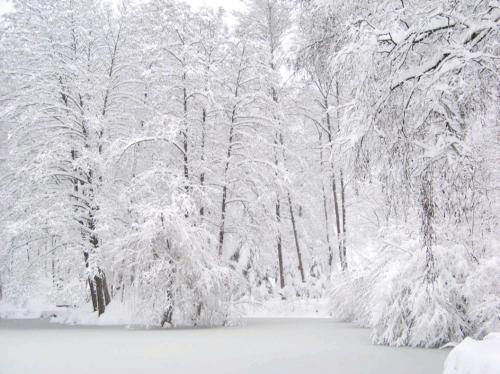 a snow covered forest with snow covered trees at Ferienwohnung am Waldsee mit Schwimmbad in Gernsbach
