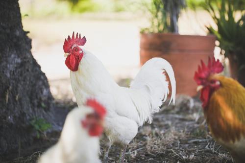 Binatang di penginapan di ladang atau berdekatan