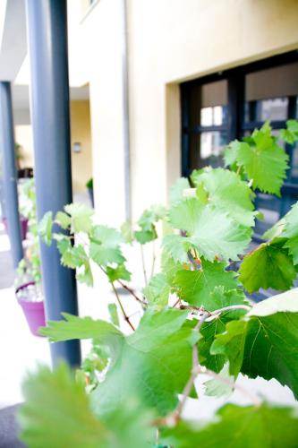 a plant with green leaves in front of a building at Park Wilson Airport in Colomiers