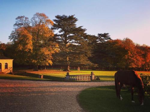a horse grazing in the grass in a park at Domaine de Montchevreuil in Fresneaux-Montchevreuil