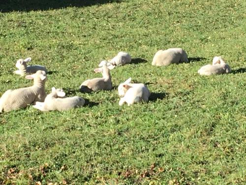 グレヘンにあるChalet Safranの草に横たわる山羊の群れ