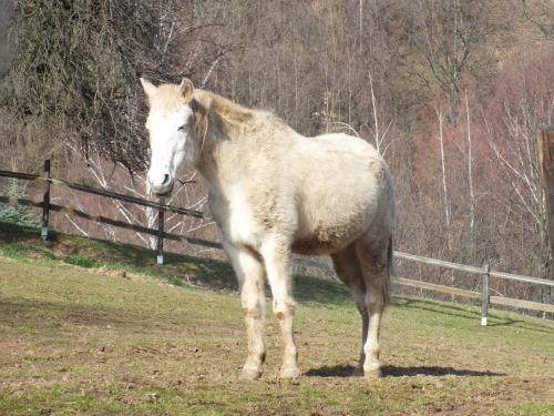 a white horse standing in a field next to a fence at Penzión Stefanshof in Kremnica