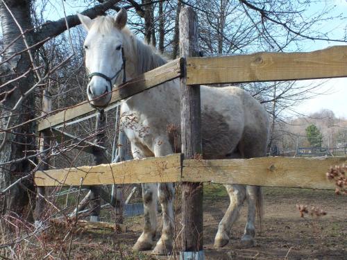 a white horse standing behind a wooden fence at Penzión Stefanshof in Kremnica