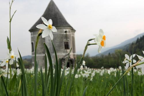 a field of flowers with an old building in the background at Guesthouse Novak in Dvor