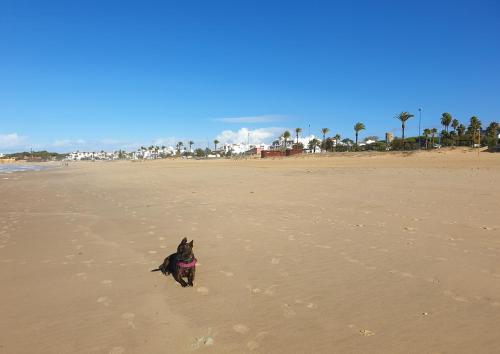 czarny pies biegnący po plaży w obiekcie Cozy Chalet - playa a 200m w mieście Chiclana de la Frontera