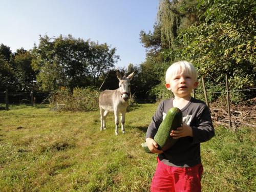 Tiere im Bed & Breakfast oder in der Nähe
