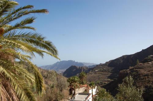 a palm tree and a view of the mountains at Finca La Sabina in Risco Blanco