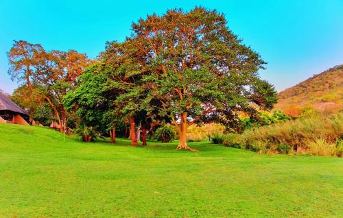 a tree in the middle of a green field at Sanbonani Hotel in Hazyview