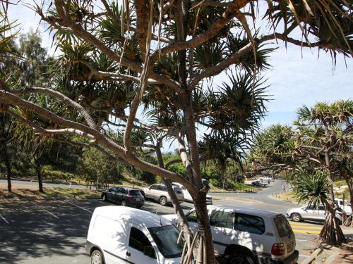 a white car parked next to a palm tree at Studio 9 in Point Lookout