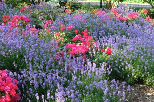 a field of colorful flowers in a garden at Pension St. Georg mit Moststüberl in Bad Griesbach