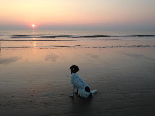 a dog sitting on the beach watching the sunset at Appartement 't Loft in Zandvoort