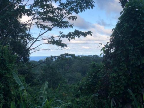 een uitzicht op een weelderig groen bos tussen twee bomen bij Papaya Wildlife Lodge in Cahuita