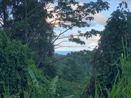 a view of the jungle from a hillside at Papaya Wildlife Lodge in Cahuita