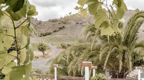 un camino de tierra a través de un campo de palmeras en Casa Los Lirios, en Santa Brígida