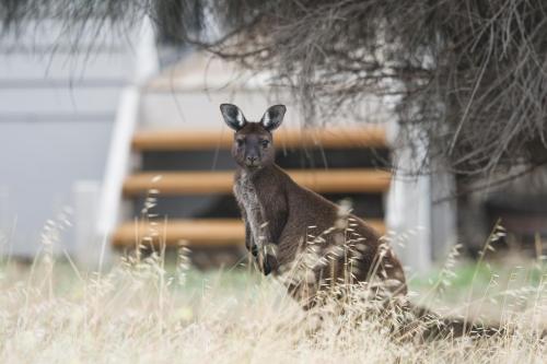 a gazelle sitting in a field of tall grass at Sea Dragon Kangaroo Island in Penneshaw